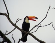 Toco Toucan (2).JPG