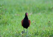 Wattled Jacana.JPG