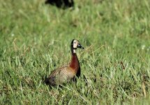 White faced Whistling duck.JPG