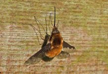 Bee-fly,-24-3-'14.jpg