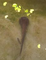 tadpole1.jpg