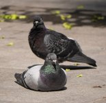 rock doves VP GH3 100-300 lens_1120034.jpg