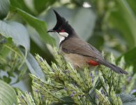 rw bulbul VP GH3 100-300 lens_1120263.jpg