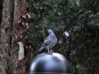 rock dove VP GH3 100-300 lens 790mm_1120075.jpg