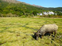 IMG_2810 Water Buffalo @ Pui O.JPG