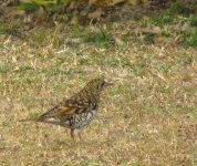 IMG_2788 White's Thrush @ Pui O 2.JPG