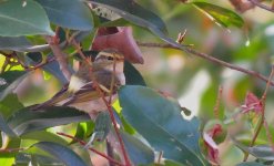 IMG_2797 Pallas's Leaf Warbler @ Pui O.JPG