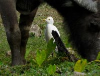 IMG_2790 Cattle Egret @ Pui O.JPG