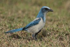 Florida Scrub Jay fl 1.jpg