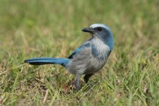 Florida Scrub Jay fl 5.jpg