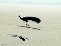 Peacock And A Hose Crow_1.jpg
