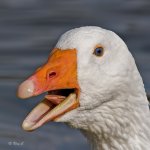 goose1v2.jpg