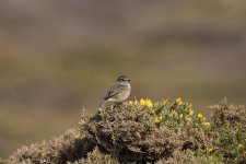 Stonechat 1.4TC 2014-03-26.jpg