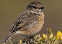 Stonechat 1.4TC 100% plus PP 2014-03-26.jpg