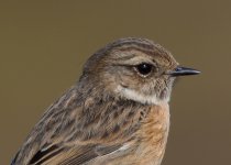 Stonechat 2.0xTC plus PP 2014-03-26.jpg