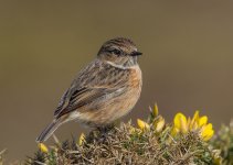 Stonechat 1.4TC  68% crop2014-03-26.jpg