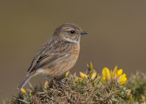 Stonechat 2.0xTC 50% crop plus PP 2014-03-26.jpg