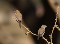 African Silverbill_Wadi Darbat_060114a.jpg