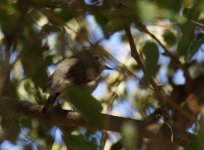 Taiga Flycatcher_Wadi Darbat_060114a.jpg