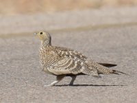 CB Sandgrouse_Ayn Hamran_060114a.jpg