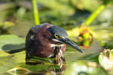 Green Heron fl 2.jpg