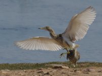 Indian Pond Heron_Taqah_060114a.jpg