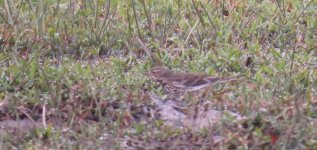 IMG_2779 Buff-bellied Pipit @ Pui O.JPG