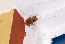 coqui1.jpg