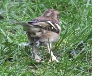 female chaffinch legs2.jpg