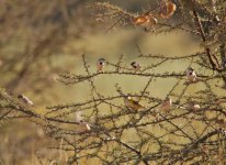 Sudan Golden Sparrow.jpg