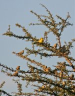 Sudan Golden Sparrow (6).jpg