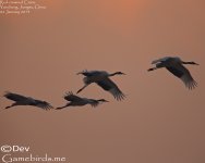 Crane,Red_crowned_005.jpg