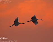 Crane,Red_crowned_006.jpg