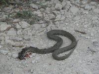 Injured Snake.JPG