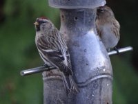 Pale Redpoll 1.jpg