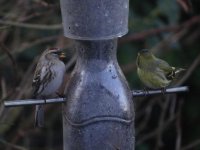 Pale Redpoll with Siskin.jpg