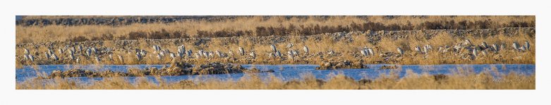 150%20Grey%20Herons%20-%20Hengsha-X2.jpg