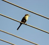 Common Wood Shrike 1.jpg