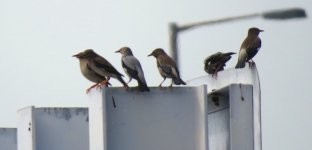 IMG_3710 Silky Starlings @ RDBT.JPG