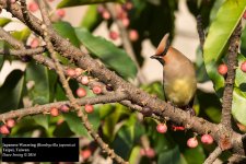 Japanese Waxwing.jpg