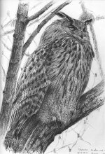 Siberian-eagle-owl-hellabru.jpg