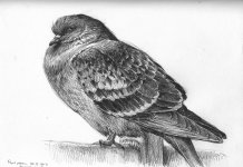 Feral-dove-study.jpg