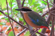 Mangrove Pitta.jpg