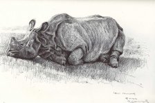 Indian-rhino-female-resting.jpg