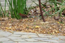 Red Legged Crake.jpg