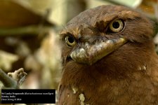 Sri Lanka Frogmouth.jpg