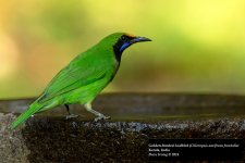 Golden-fronted leafbird.jpg