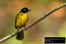 Flame-throated Bulbul.jpg