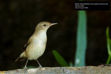 Blyth's Reed-Warbler.jpg