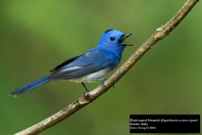 Black-naped Monarch 6.jpg